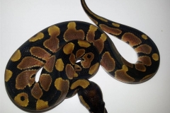 #5 Hypo Mojave x Genetic Banded