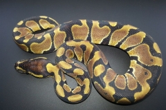 #5 Hypo Mojave x Genetic Banded