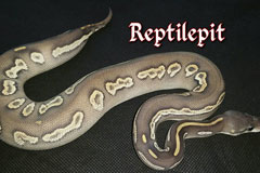 Blackhead mojave ghost red and ringer gene