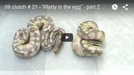 2009 Clutch #21 – Platty in the egg ( Part 2 )