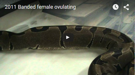 2011 Banded female ovulating