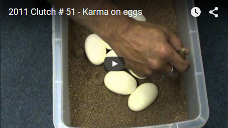 2011 Clutch #51 – Karma on eggs