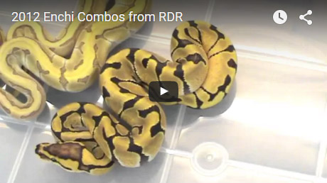 2012 Enchi combos from RDR