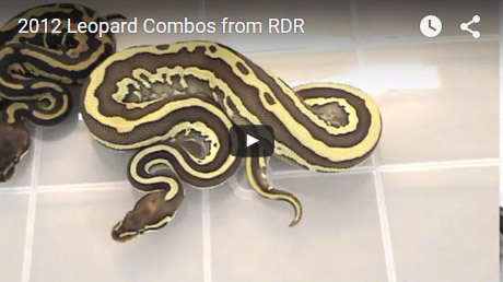 2012 Leopard combos from RDR