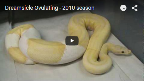 Dreamsicle ovulating – 2010 Season