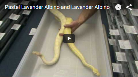 Pastel Lavender Albino and Lavender Albino